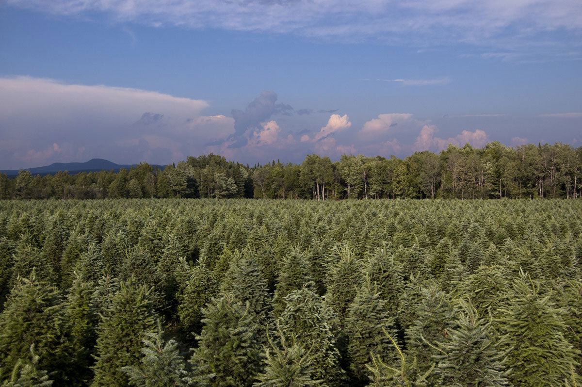 Real Christmas Trees Delivered 4 Foot Premium Balsam Fir Christmas Tree